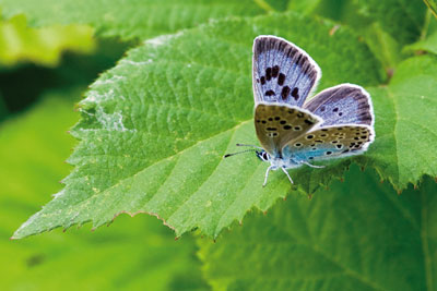 The report points to successes such as the reintroduction of the large blue butterfly (photo: Peter Eeles/Butterfly Conservation)