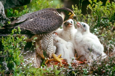 Gonshaw repeatedly stole rare birds' eggs, including those of peregrine falcons (photograph: Chris Gomersall/RSPB)