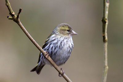 Councils have a duty to have regard to biodiversity (photo: Holly Occhipinti CC-BY-2.0)