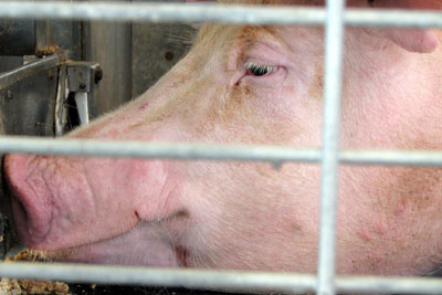 The agency's sector-specific guidance covers intensive pig units and other installations (photo: Jean CC BY 2.0)