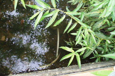 Dead eels in Rivacre brook near Ellesemere Port (photo: Environment Agency)