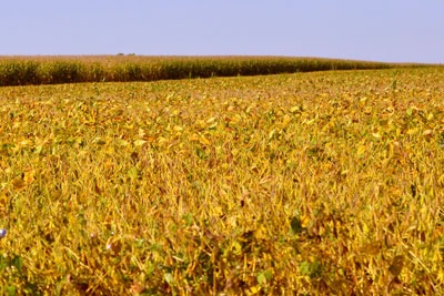 Soya beans are a mayor global commodity (photo: Macomb Paynes CC BY-NC-SA 2.0)