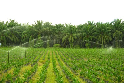 Carbon-rich areas are defined as those with more than 35 tonnes of carbon per hectare