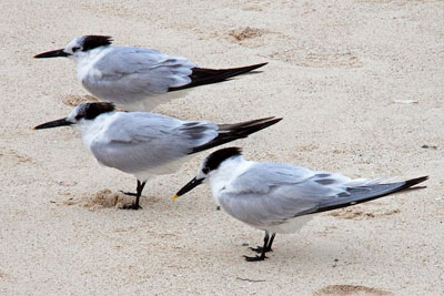 DECC says the Docking Shoal scheme would have killed more than 94 Sandwich terns a year (photo: Tony Hisgett CC-BY-2.0)