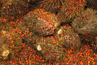 Currently, 25% of palm oil imports in the UK are sustainable