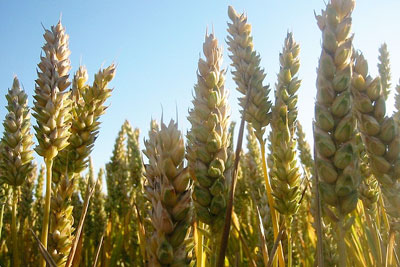 Temporarily suspending EU biofuel rules could reduce a modelled spike in wheat prices (photo Dag Endreson CC BY 2.0)