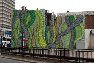 Transport for London is studying the impact of its first green wall, planted with a range of species last year near Edgware Road underground station (photo: TFL)
