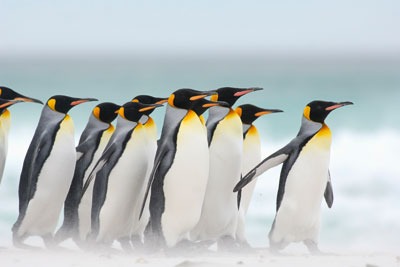 Companies need to ensure all staff and departments are heading in the right direction on sustainability (photo: Solvin Zankl, Visuals Unlimited/Science Photo Library)