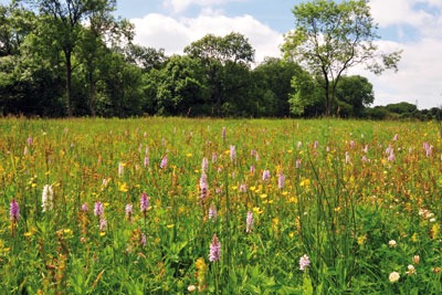 Companies wanting to profit from environmental protection could benefit from biodiversity offsetting (photo: Natural England)