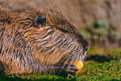 The first order set by Scottish ministers on invasive species includes coypu (photo: Tambako CC BY-ND 2.0)