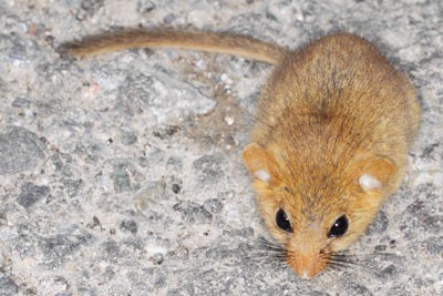 Natural England is charging to screen applications relating to dormice, bats and great crested newts (photo: Gbohne CC BY-SA 2.0)