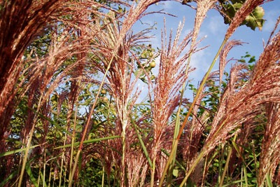 Biomass crop miscanthus did not seem to emit isoprene (credit: Amanda Slater CC BY-SA 2.0)
