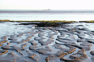 Able’s project involves reclaiming 45 hectares of the Humber estuary, including intertidal mudflats which are important foraging sites for birds (photograph: Paul Glazzard, CC by SA 2.0)