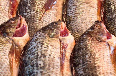 Sales of tilapia have risen dramatically (credit: Clay Irving CC BY-ND 2.0)