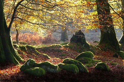 The ONS will publish a draft ecosystems accounting methodology based on a pilot project focusing on woodlands (credit: Mark A Coleman CC BY-SA 2.0)
