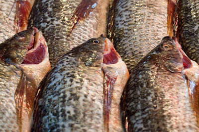 Sainsbury's sales of tilapia rose by 117% last year (credit: Clay Irving CC BY-ND 2.0)