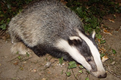 A badger (credit: BadgerHero CCSA-3.0)