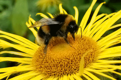 Bumblebees: tests miss sub-lethal impacts