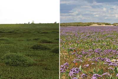 Man-made marsh (left) and natural marsh (right). Credit: Alastair Grant and David CJ White