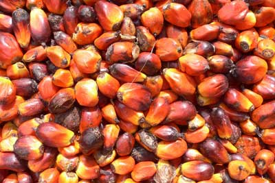 Palm oil kernals. Credit: onevillage initiative