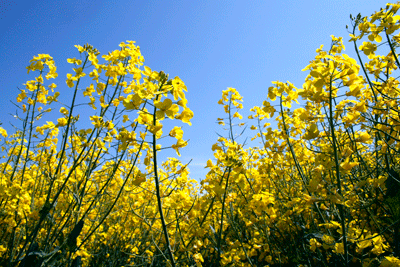 Rapeseed field