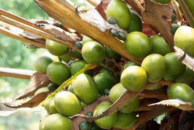 Palm oil.