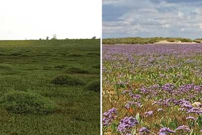 Left side shows man-made marshland, the right show natural marshland. Credit: Alastair Grant/ David CJ White