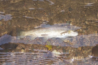 RS Plating, based in Burnley, Lancashire, was fined £10,000 after it allowed a punctured container of sodium hypochlorite solution to pollute a river