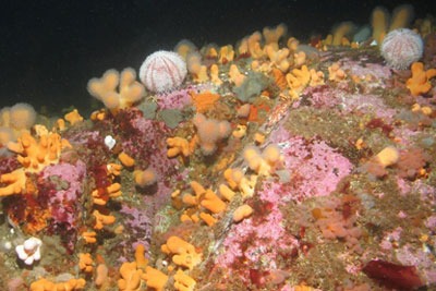 Solan Bank Reef, 50km north of Cape Wrath supports many corals, sponges and brittlestars (photograph: JNCC)
