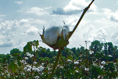 Cotton plants