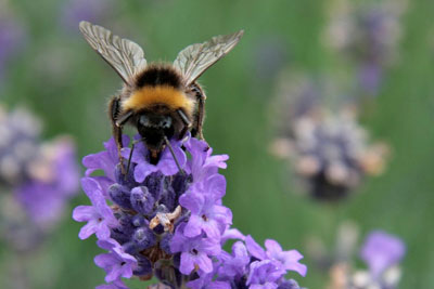 Bee. Credit: Karen Roe