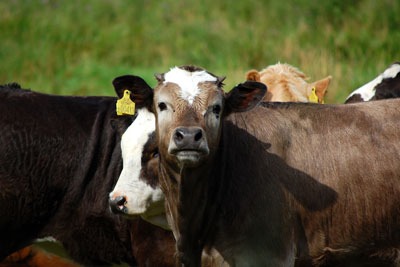 Cow. Credit: Tim Parkinson