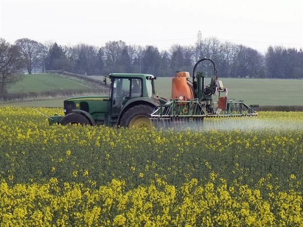 EFSA advises against use of neonicotinoid pesticides in bee-attracting crops such as oiseed rape (photograph: Brian Robert Marshall, CC by SA 2.0)