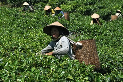 Tea farmers in Indonesia: threatened by competition for land (photgraph: Danilo Mongiello/Dreamstime.com)