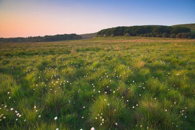 Lancashire acid grassland (photograph by SBP/Alamy)