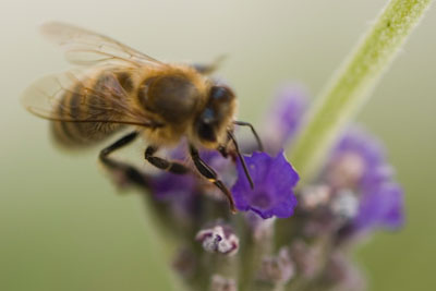 Evidence is growing that pesticides can harm bee populations
