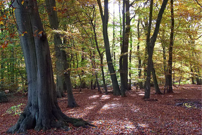 England's public forests are to be managed in trust by a new body to be laid down in statute (photograph by Andrew Smith, CC by SA 2.0)