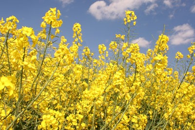 The proposed ban will apply to use of three neonicotinoid pesticides on rapeseed, sunflower, maize and cotton crops