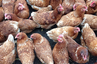 Chickens. Credit: aprilskiver CCA 3A
