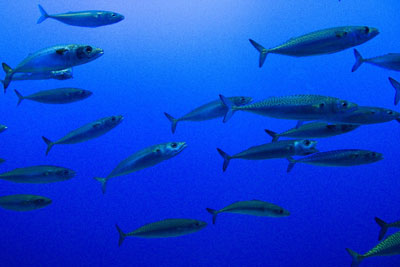 Mackrel. Credit: Brian Gratwicke