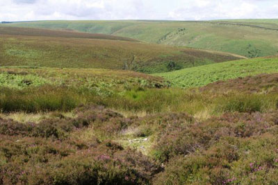 Exmoor peat land. Credit: Derek Harper