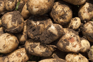 Unwashed potatoes (photograph: Dreamstime.com)