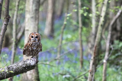 English forest. Credit: Chris Lorenz/ Dreamstime.com