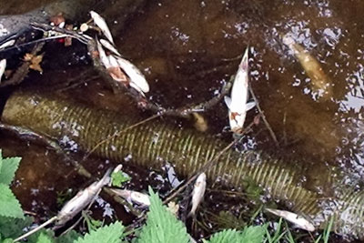 Raw sewage polluted Faringdon stream, killing at least 270 fish (photograph: Environment Agency)