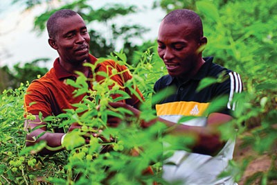 Nestlé's Experimental Farm in Yamoussoukro, Côte d'Ivoire