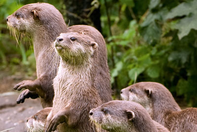 A number of reproductive health problems in otters have been linked to endocrine disrupting chemicals (photograph: Andrea Poole/Dreamstime.com)