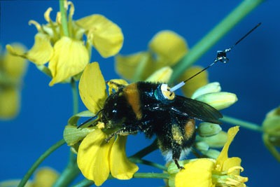 Bumble bee with a transponder. Credit: Andrew Martin CCA2A