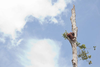 Deforestation. Credit: Alejo-Sabugo-IAR-Indonesia