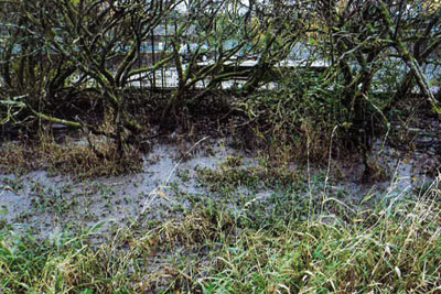 Sewage in protected nature site in Renfrewshire. Credit: SEPA