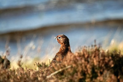 Grouse in a field. Credit: Alastair Rae. CC by SA 2.0